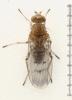 Suillia variegata
